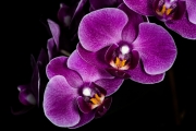 Orchid 3