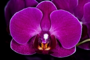 Orchid 4