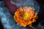 Flowers Workshop 1