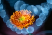 Flowers Workshop 2