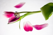 Flowers Workshop 3