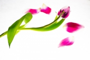 Flowers Workshop 4