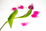 Flowers Workshop 5