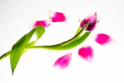 Flowers Workshop 6