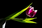 Flowers Workshop 9