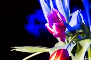 Flowers Workshop 10