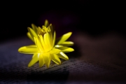 Flowers Workshop 11