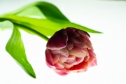 Tulip Tabletop 1