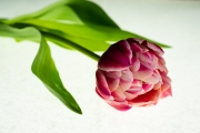 Tulip Tabletop 2