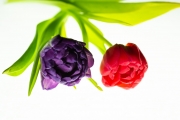 Tulip Tabletop 3