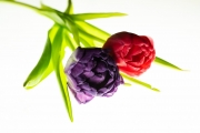 Tulip Tabletop 4