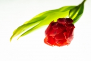 Tulip Tabletop 5