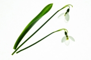 Snow Drops 1