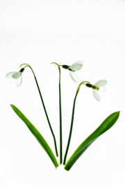 Snow Drops 2