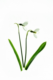 Snow Drops 3