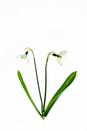 Snow Drops 4
