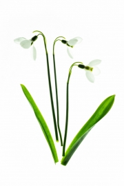 Snow Drops 5