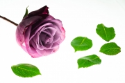 Roses 1