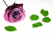 Roses 2
