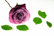 Roses 3