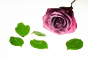 Roses 4
