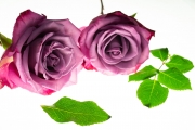 Roses 5
