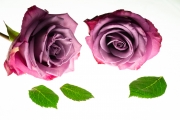 Roses 6