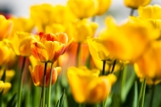 Tulips 1