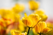 Tulips 2