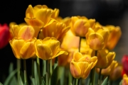 Tulips 3