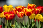 Tulips 4