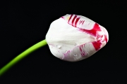 Tulip 1 (Method C)