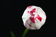Tulip 2 (Method B)