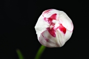 Tulip 2 (Method C)