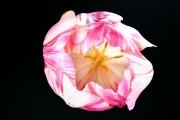 Tulip 1 (Method A)