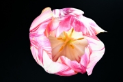Tulip 1 (Method B)