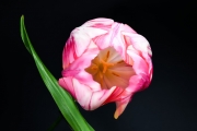 Tulip 2 (Method A)