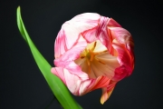 Tulip 3 (Method A)