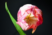 Tulip 3 (Method B)