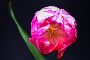 Tulip 4 (Method A)