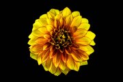 Dahlia Flower 1 (Method A, Radius 8, Smoothing 4)