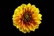 Dahlia Flower 1 (Method B, Radius 8, Smoothing 4)