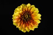 Dahlia Flower 2 (Method , Radius 8, Smoothing 4)