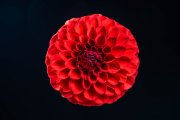 Red Dahlia 1