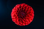 Red Dahlia 2