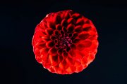 Red Dahlia 3