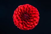 Red Dahlia 4
