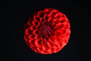Red Dahlia 5