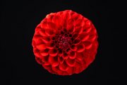 Red Dahlia 6