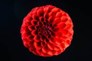 Red Dahlia 7